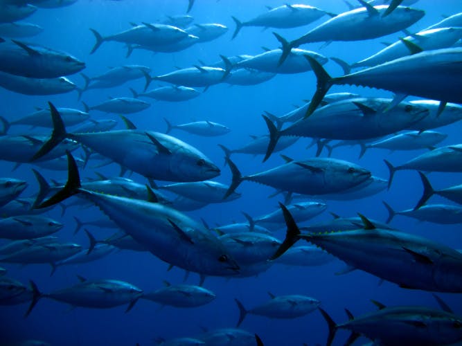 Tuna fishing